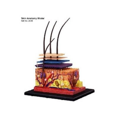 Famemaster 4D-Vision Human Skin Anatomy Model