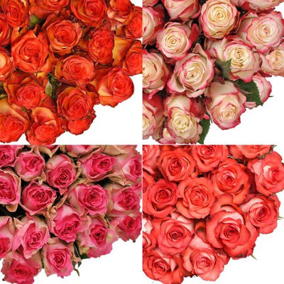 Fresh Cut Assorted Bicolor Roses, 20