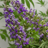 Flowerwood Nursery, Inc. Vitex Agnus-Castus