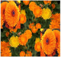 The Dirty Gardener Calendula Pacific Beauty Mix, 400 Seeds