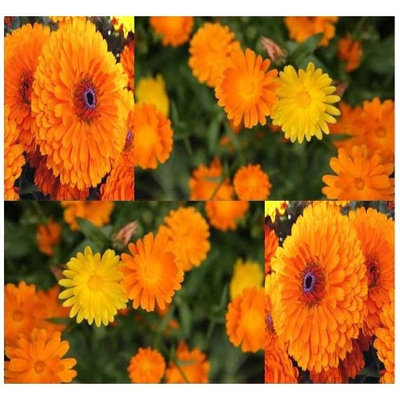 The Dirty Gardener Calendula Pacific Beauty Mix, 400 Seeds