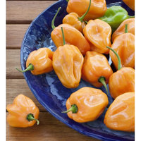 Bonnie Plants 4.5 in. Habanero