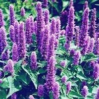 The Dirty Gardener Heirloom Agastache Lavender Hyssop Flowers - 5,000 Seeds