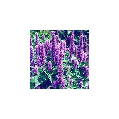 The Dirty Gardener Heirloom Agastache Lavender Hyssop Flowers - 5,000 Seeds