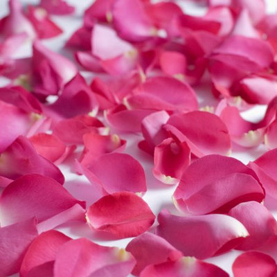 Fresh Hot Pink Rose Petals, Approximately 3000 units by InBloom Group