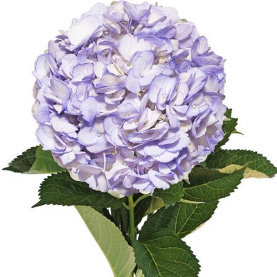 Fresh Cut Airbrushed Lavender Hydrangeas, Pack of 15 by InBloom Group