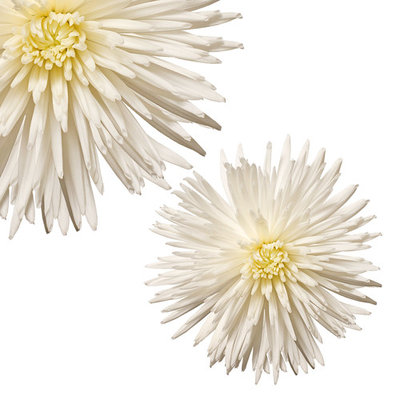 Natural Fresh Flowers - White Spider Mums, 50 Stems