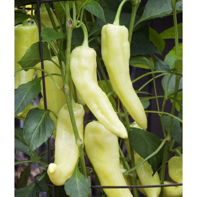 Bonnie Plants 4.5 in. Sweet Banana