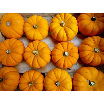 HEIRLOOM NON GMO Jack Be Little Pumpkin 15 seeds