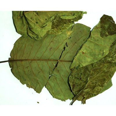 Holistic Herbal Solutions, LLC Graviola Soursop Whole Leaves
