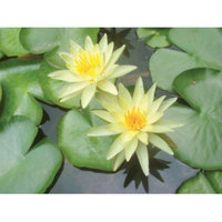 Bloomsz Nymphaea Water Plant Lily Chromatella, Root / Flower Bulb