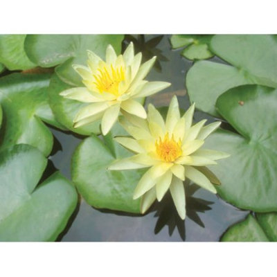 Bloomsz Nymphaea Water Plant Lily Chromatella, Root / Flower Bulb