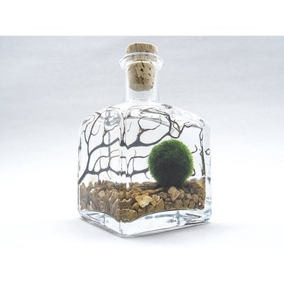Aquatic Arts Marimo Aquarium Kit