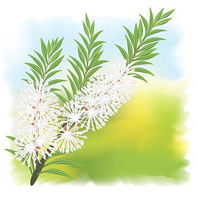 100%-Pure Tea Tree (Melaleuca Alternifolia) Essential Oil by AROMATA -- Enjoy the soothing, immune-stimulating, therapeutic health benefits of this premium-quality, undiluted, therapeutic-grade tea tree oil and buy with confidence thanks to our 100% money-back guarantee. (10ml)