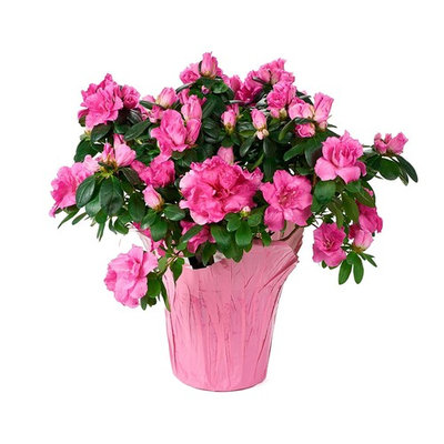 KaBloom Live Plant Collection: Pink Azalea Plant (12-15 Inches Tall) in a 6-Inch Pink Covered Pot