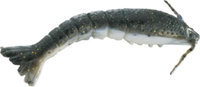 Berkley Gulp! Saltwater 2 Shrimp, Molting 034591 BERKLEY