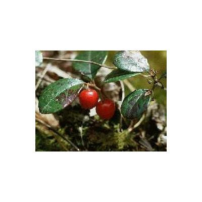 Faeries Finest Flavor Extract, Wintergreen, 16 Ounce