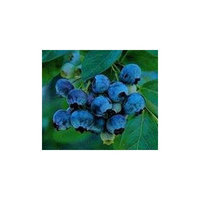 Faeries Finest Flavor Extract, Blueberry, 16 Ounce