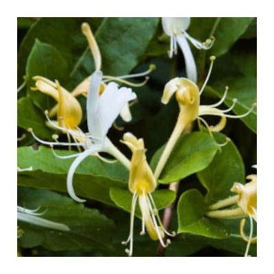 Faeries Finest Flavor Extract, Honeysuckle, 8 Ounce