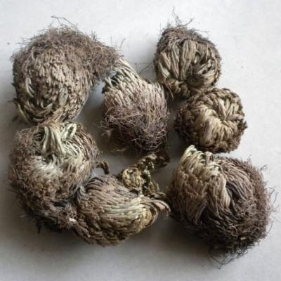 Longevity Grass/immortal Grass,can Be Planted and Can Be Used As Medicine 250g