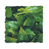 Zoo Med Laboratories SZMBU30 Natural Bush Mexican Phyllo