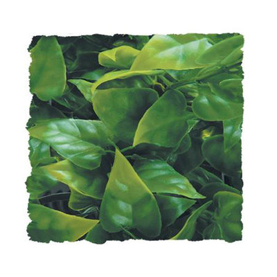 Zoo Med Laboratories SZMBU30 Natural Bush Mexican Phyllo