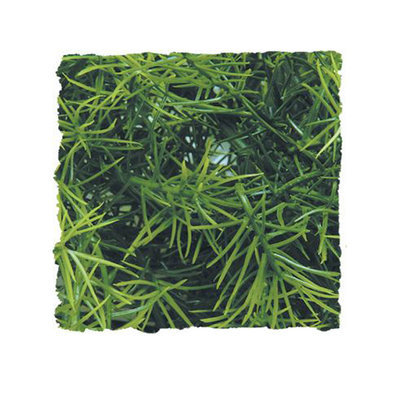 Zoo Med Laboratories Zml Plant Cashuarina Large