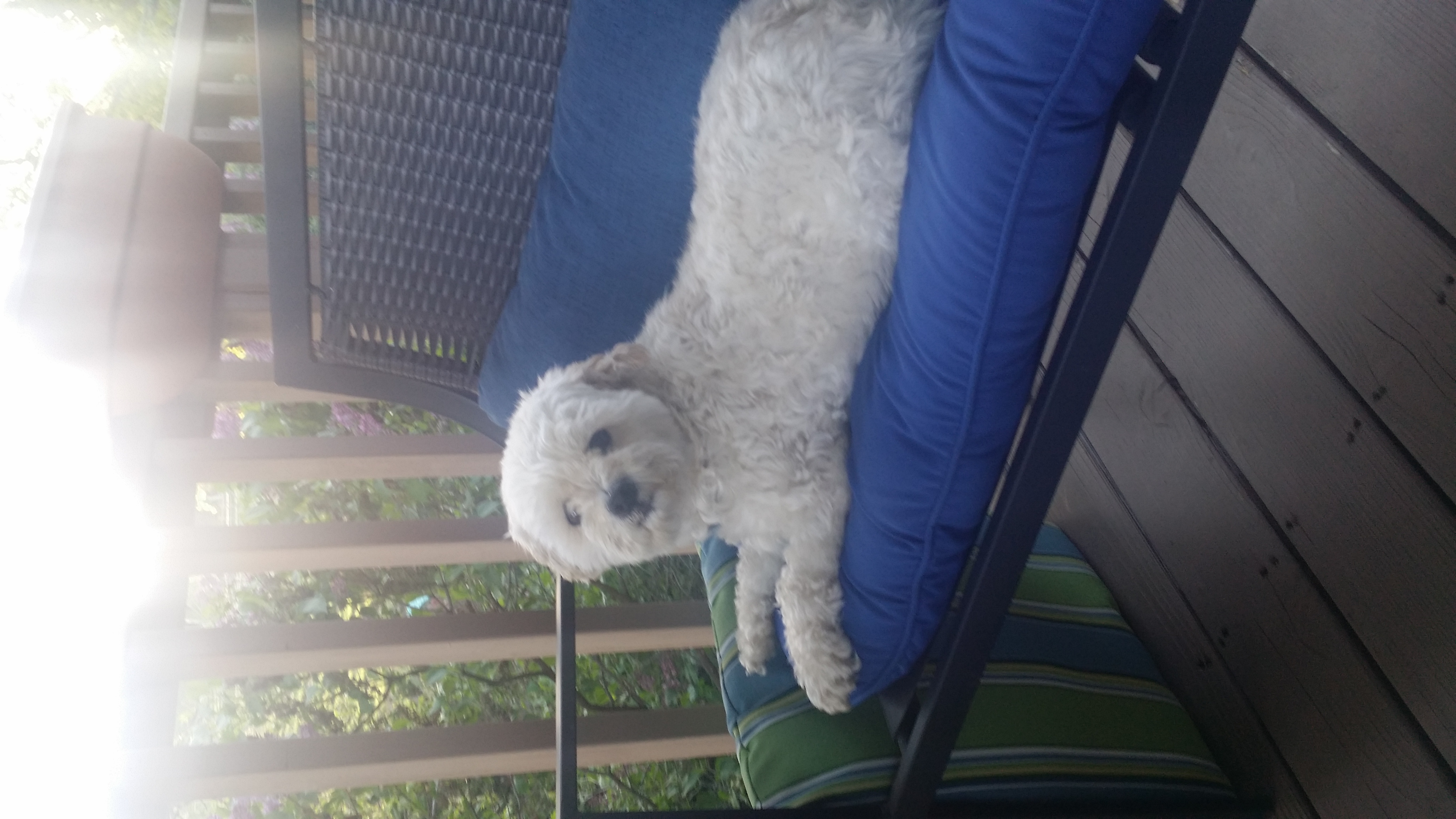Photo of Iams™ Proactive Health™ Adult Small & Toy Breed Dog Food uploaded by Shelley S.